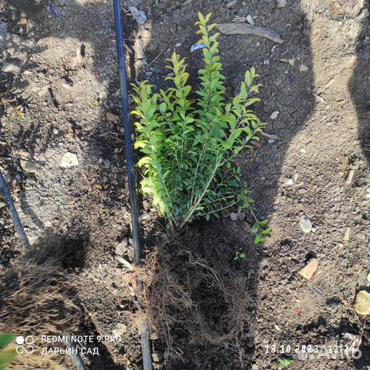 Бирючина ауреа