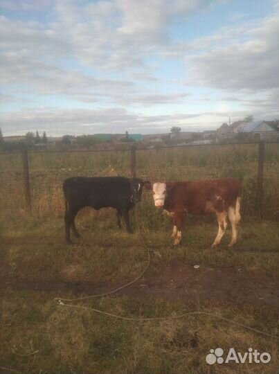 Корова, телка, бычок, телята