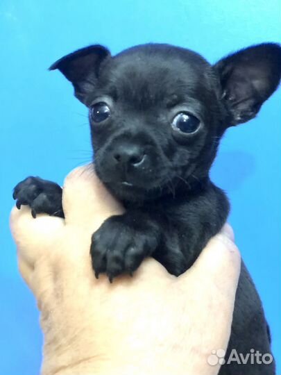 Чихуахуа мальчик
