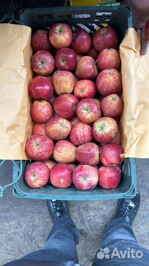 Яблоки оптом и в розницу