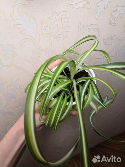 Хлорофитум кудрявый