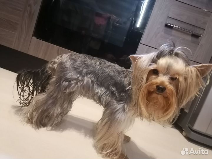 Йоркширский терьер