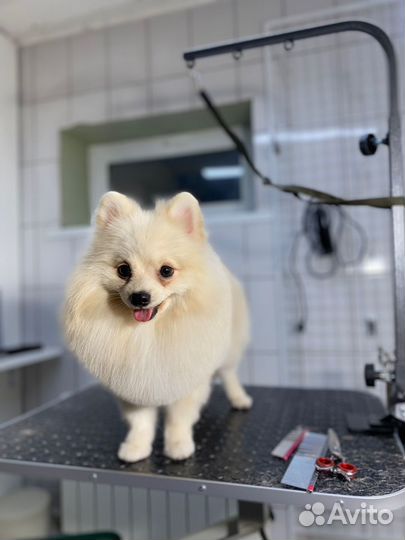 Померанский шпиц вязка