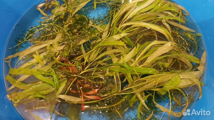 Аквариумные растения бесплатно бронь до 14.10
