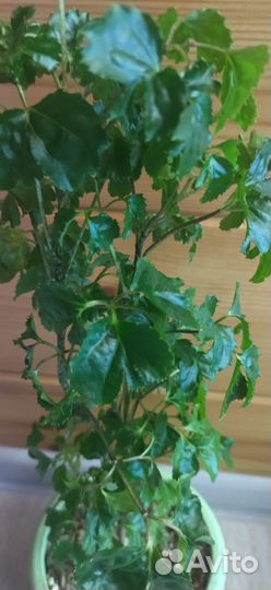 Полисциас робле