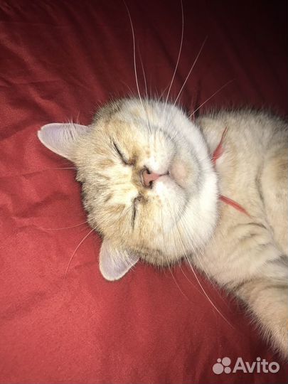 Кошка золотая шиншилла