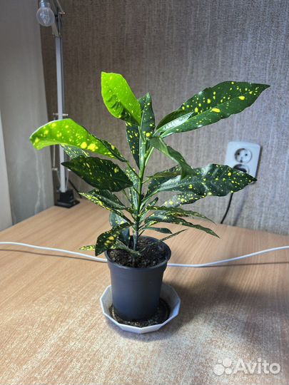 Цветы Кротон (кодиеум) Голд Сан