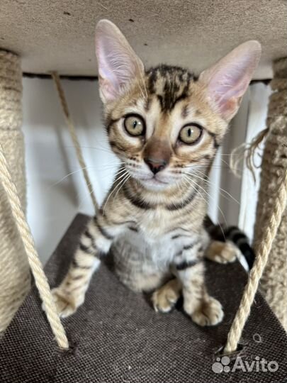 Бенгальская кошка