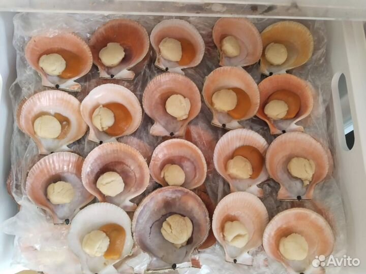 Морской гребешок