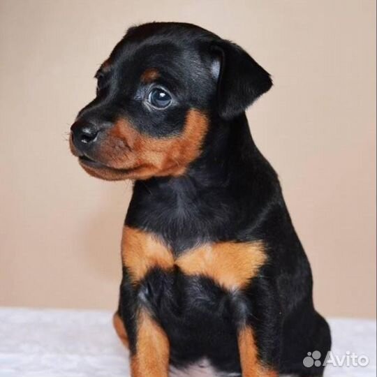 Щенки цвергпинчера