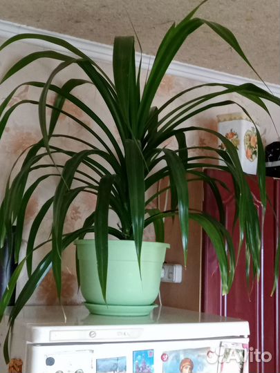 Комнатные растения цветы