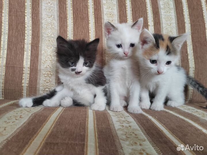 Очаровательные котята