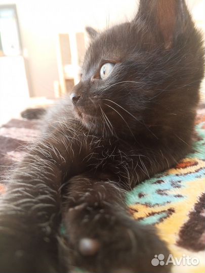 Котёнок метис