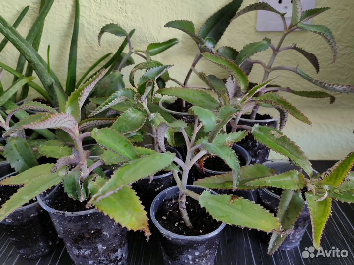 Каланхоэ лечебное