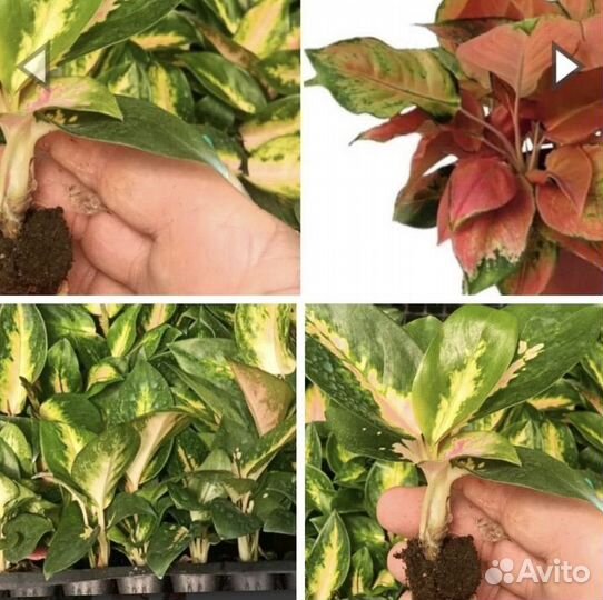 Комнатные растения