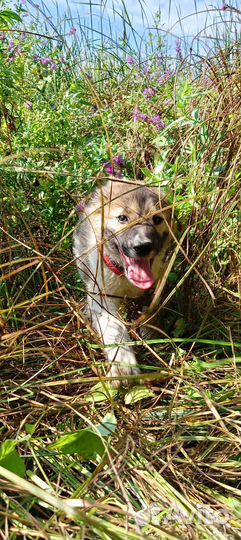 Щенок- метис Мальчик