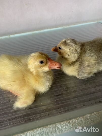 Индоутята, гусята