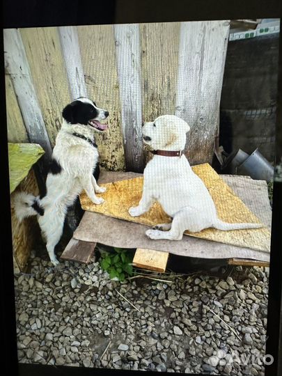 Вязка собак лабрадор