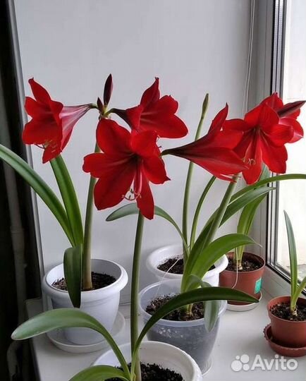 Амариллис, гиппиаструм