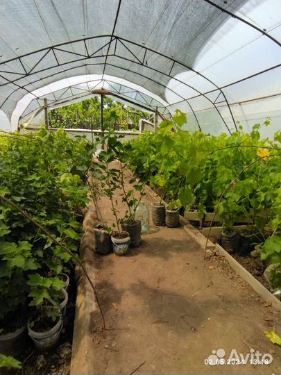 Саженцы ягодных культур