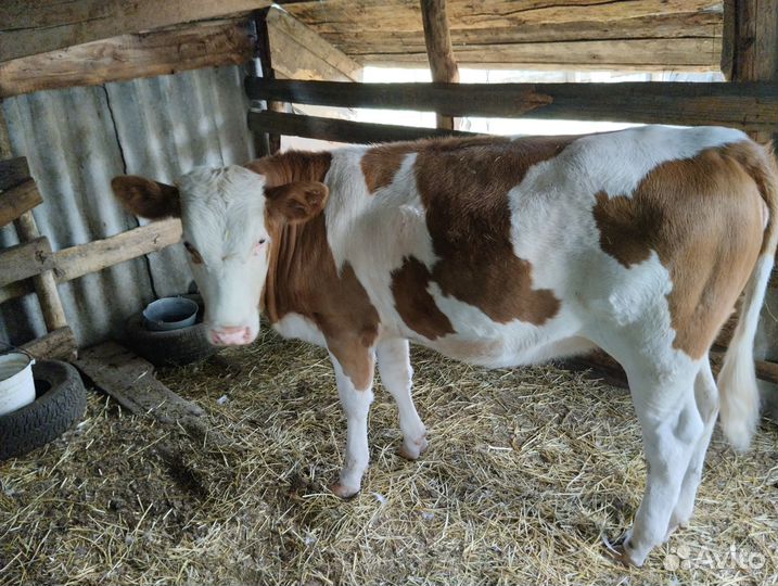 Продаю телку