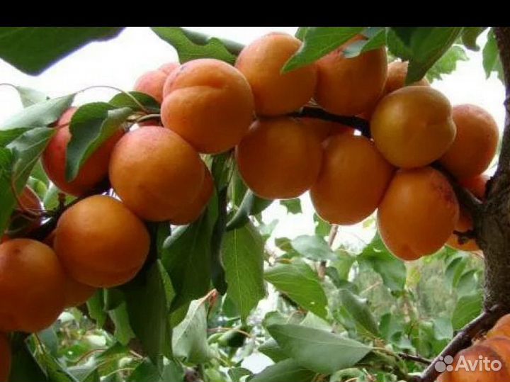 Саженцы абрикос