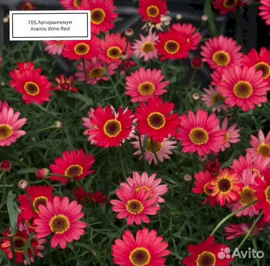 Ангирантемум