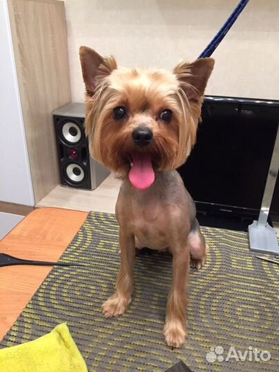 Стрижка собак Йорки.Выезд на дом и у