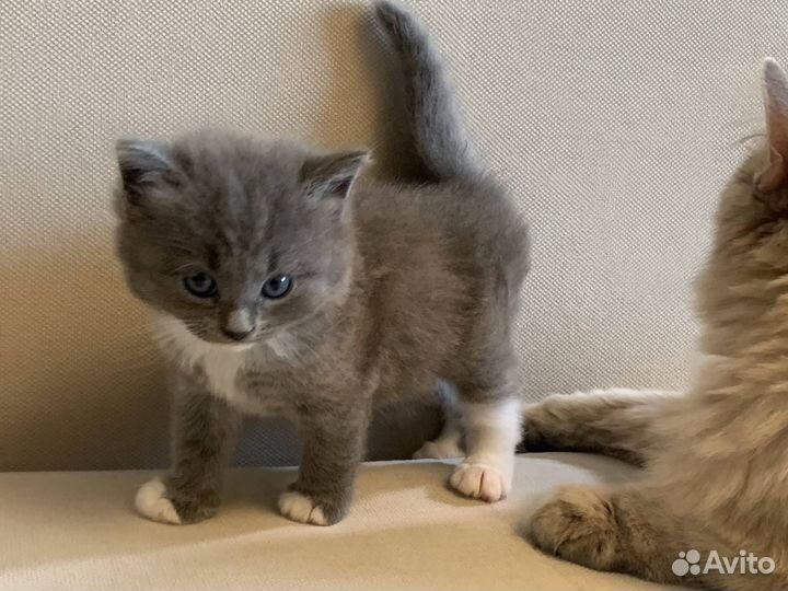 Котята пушистые серый и др от британской кошки
