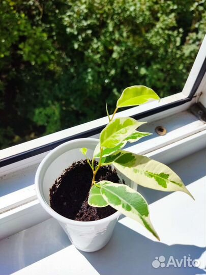 Черенки фикусов и спатифиллум пестролистный