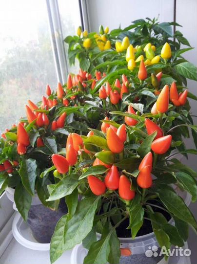 Семена овощи и травы для квартиры и балкона