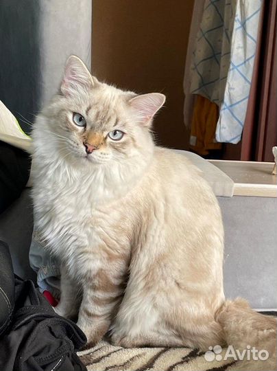 Сибирский кот вязка