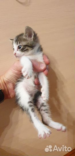 Котята от кошки мышеловки