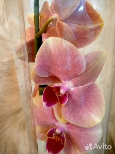 Орхидея фаленопсис Пират Пикоти