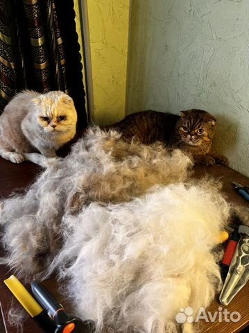 Кошачий пух