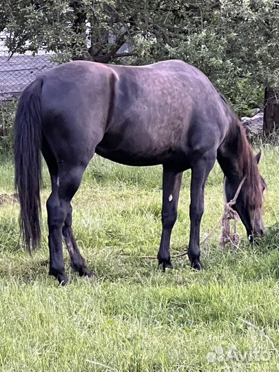 Карачаевский жеребец