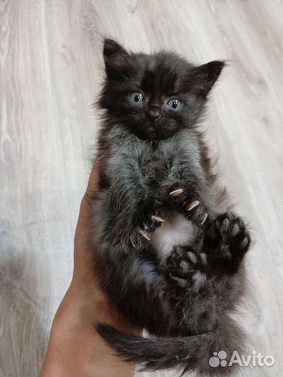 Тьма ищет семью