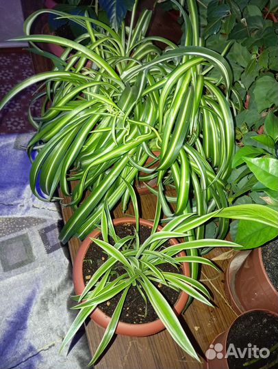 Хлорофитум, маранта, циссус, аглаонема, фикусы