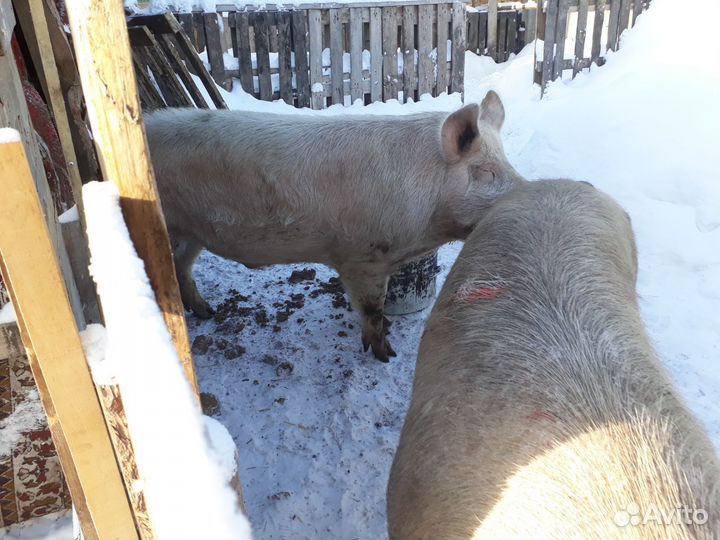 Хряк ландрас