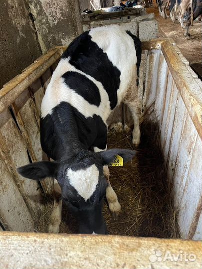 Телята бычки