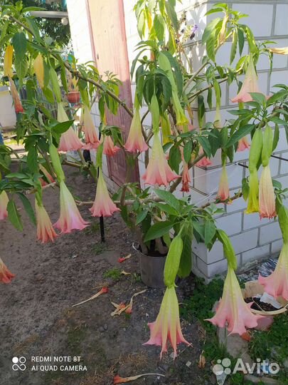 Бругмансия