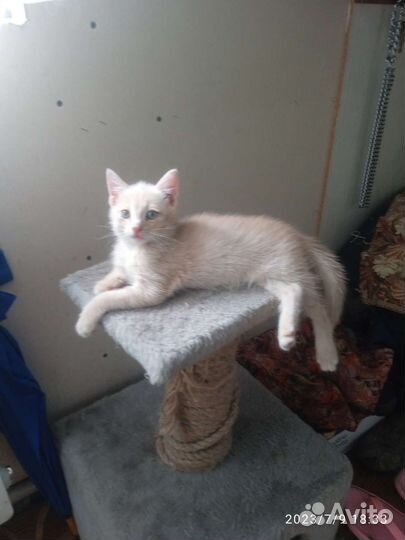 Кошки