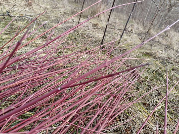 Декоративные ветки красный дерн