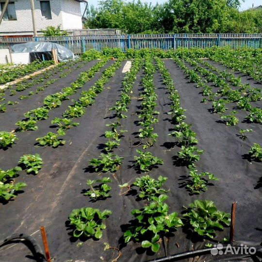 Агроспанбонд