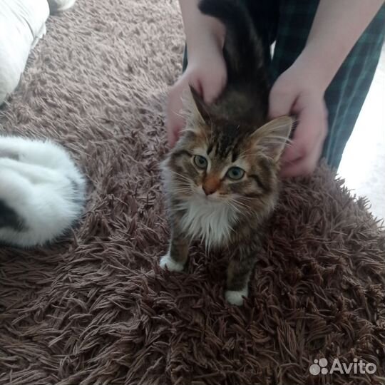 Кошка в дар бесплатно