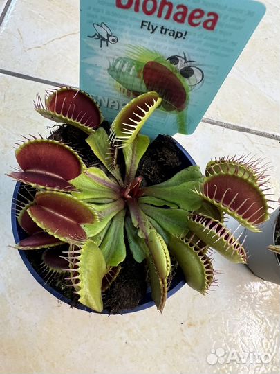 Венерина мухоловка Дионея