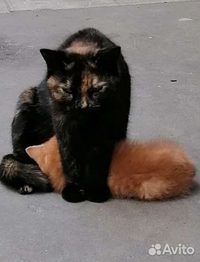 Кошка в дар бесплатно