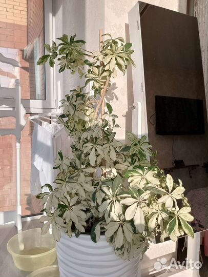 Комнатные растения цветы