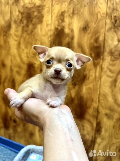 Супер мини чихуахуа мальчик