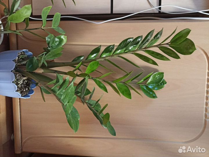 Замиокулькас, фикус